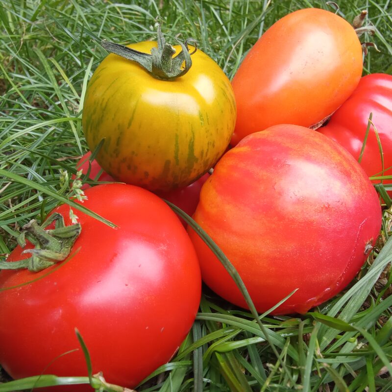 Tomates 500g