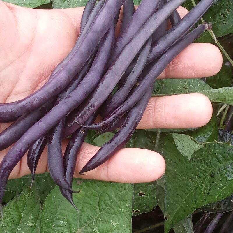 Haricots Violets 250g