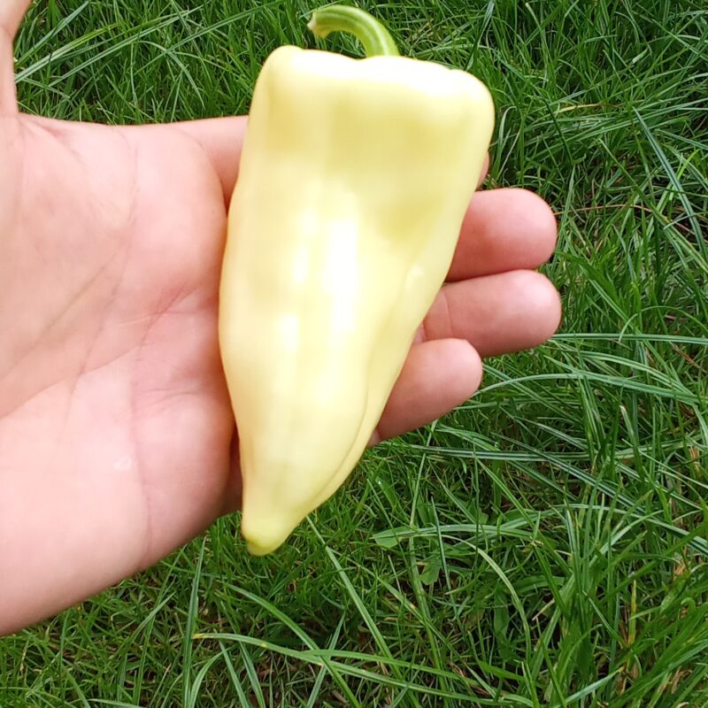 Poivron "vert"