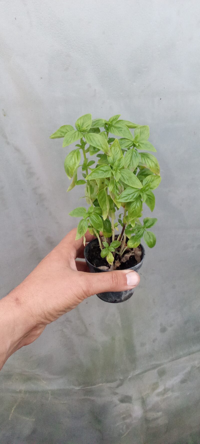 basilic en pot