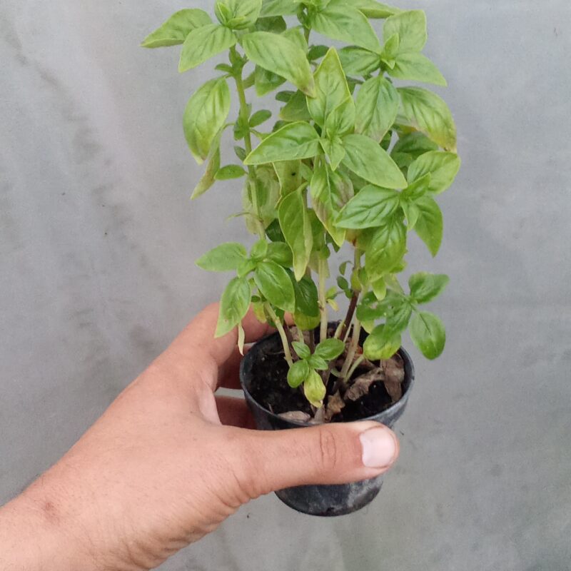 basilic en pot