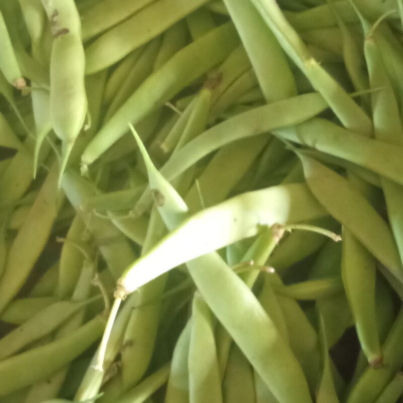 Haricots