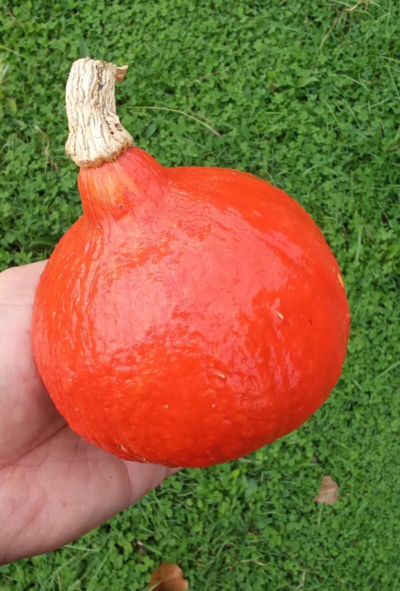 Potimarron (calibre moyen)