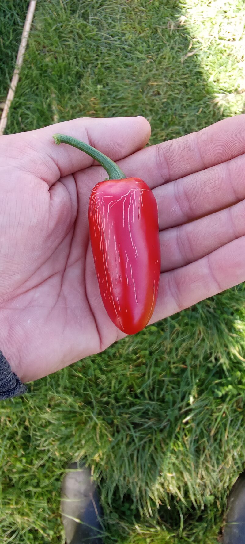 Piment
