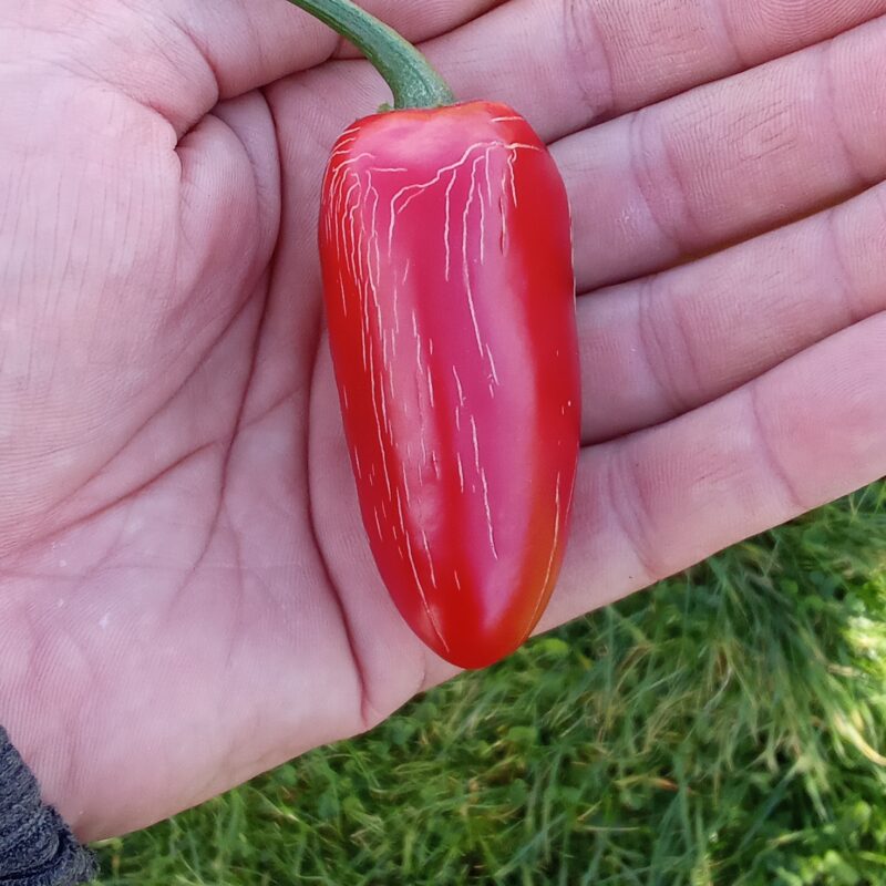 Piment
