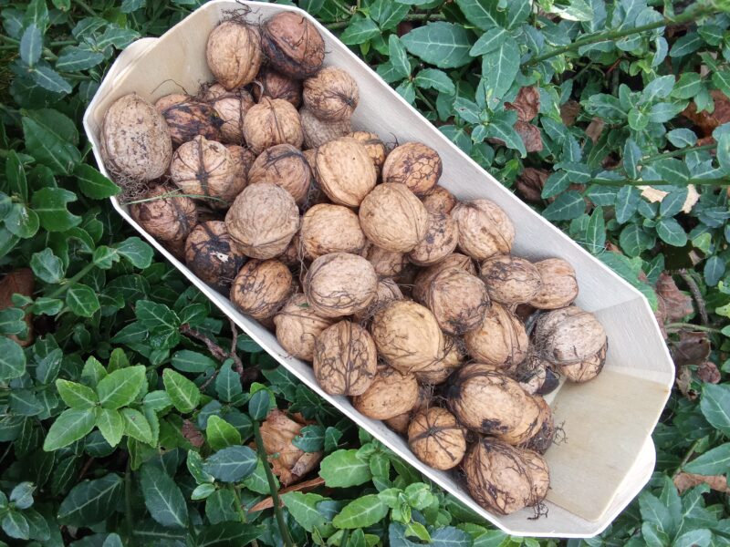 Noix fraîches - 500g