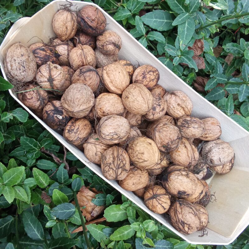Noix fraîches - 500g