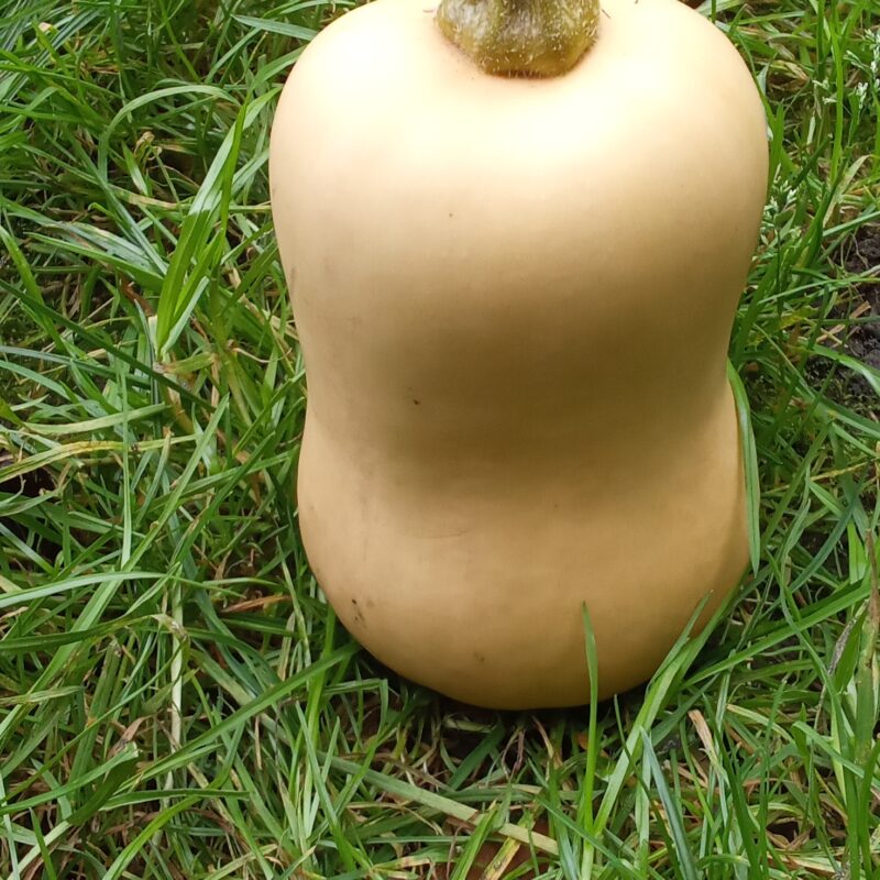 Courge butternut