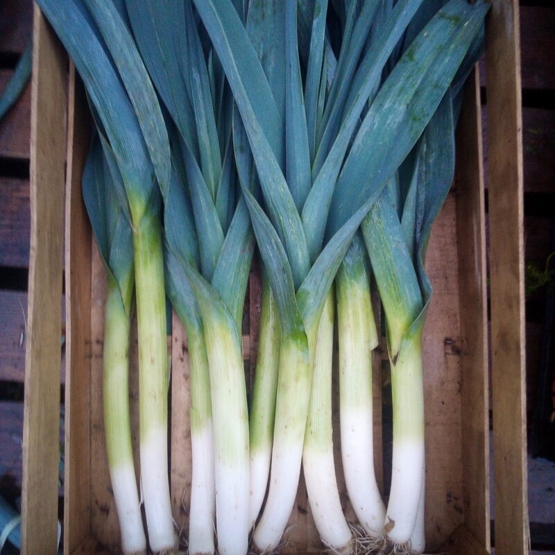 Poireaux - 1kg
