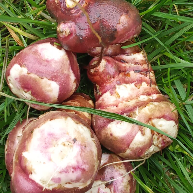 Topinambours - 500 g