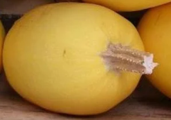 Courge Spaghetti (petit calibre)