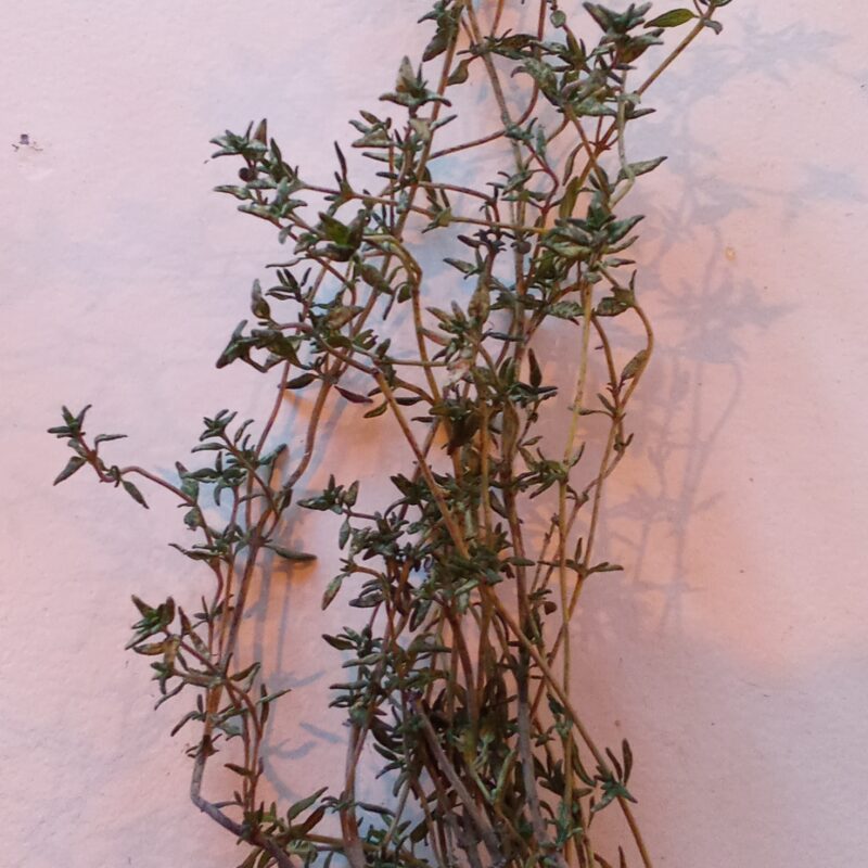 Thym frais