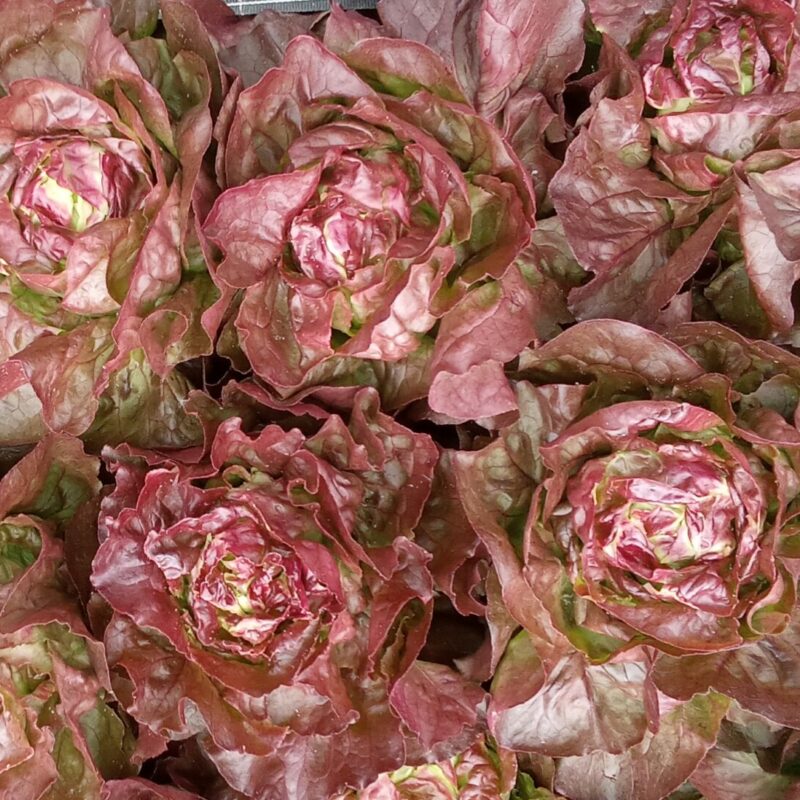 Salade (variété en fonction de la production)