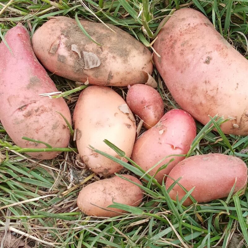 Pommes de terre nouvelles -  500g
