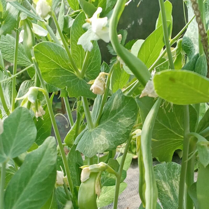 Pois mange-tout 150gr