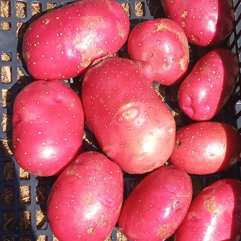 Pommes de terre nouvelles Alouette - polyvalente -  1kg