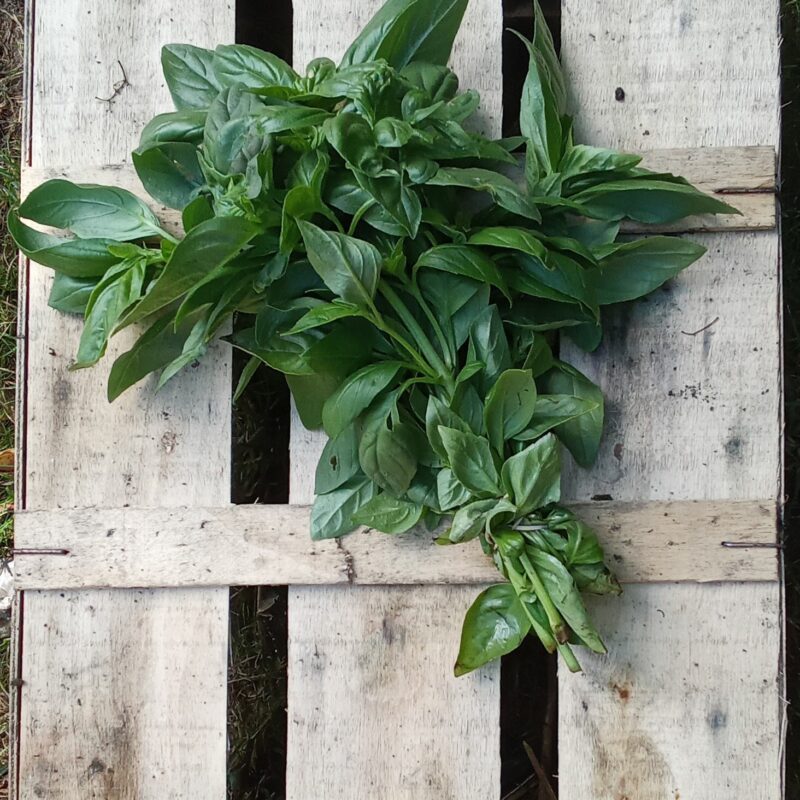 Bouquet de basilic