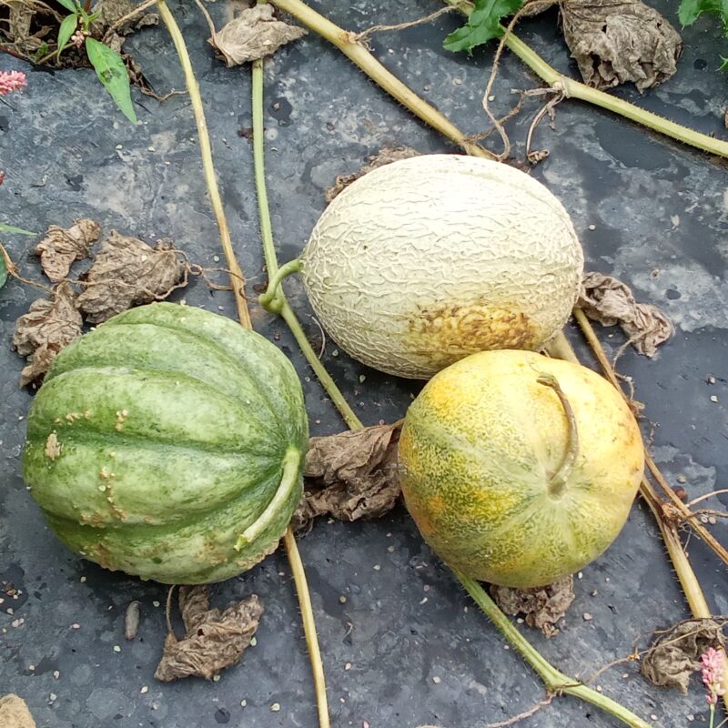 Melon