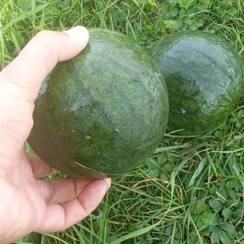 Pastèque